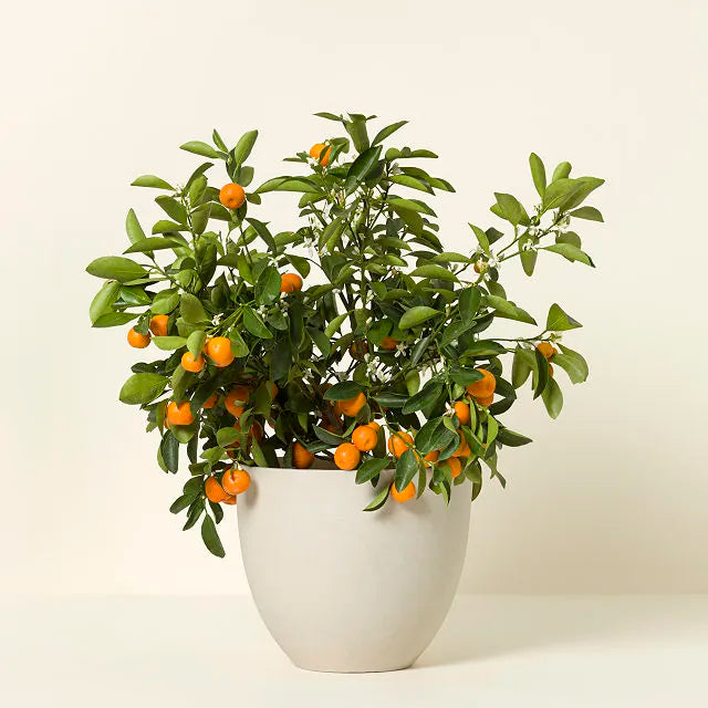 Calamondin Orange