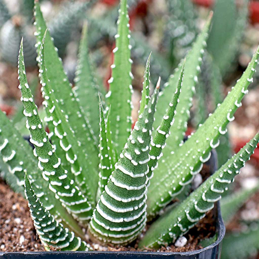 zebra aloe vera plant Zebra Aloe – Fragrance Plants and Flowers