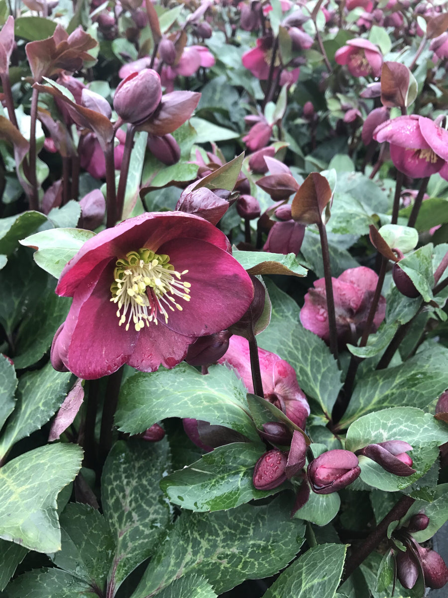 Helleborus