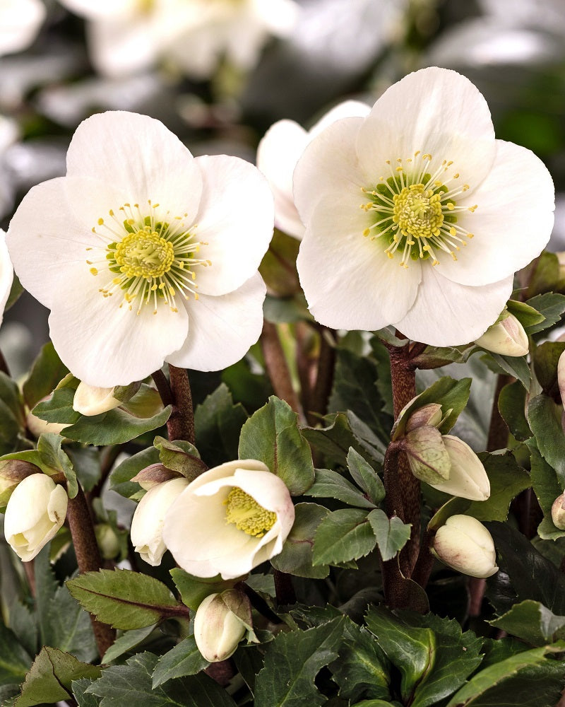 Helleborus