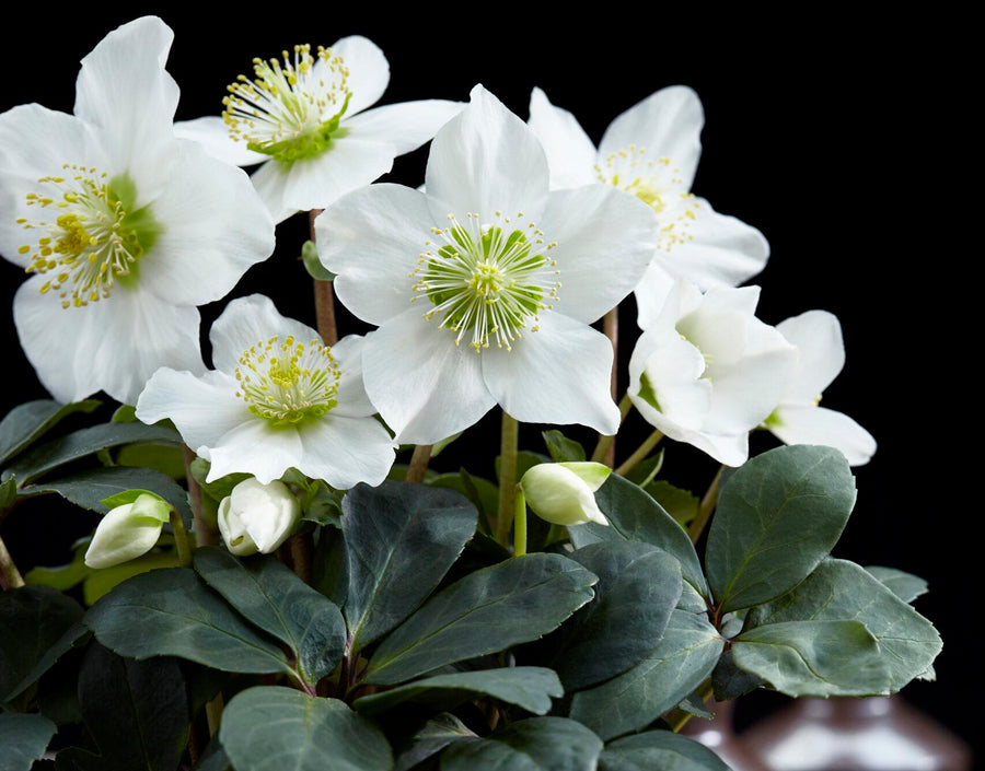 Helleborus