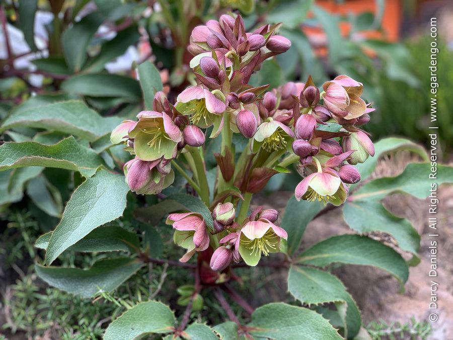 Helleborus