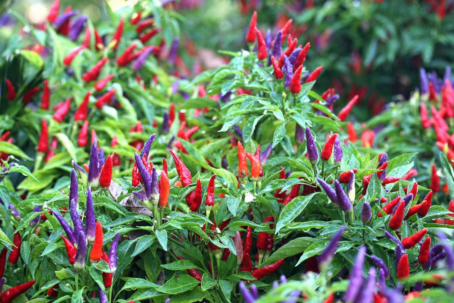 Ornamental Peppers