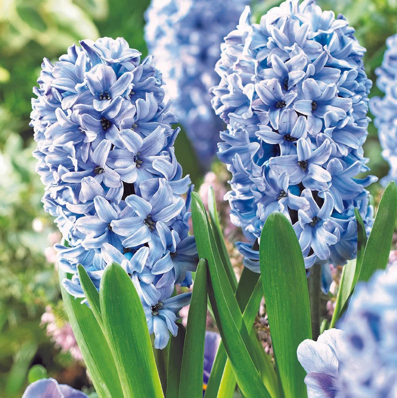 Hyacinths