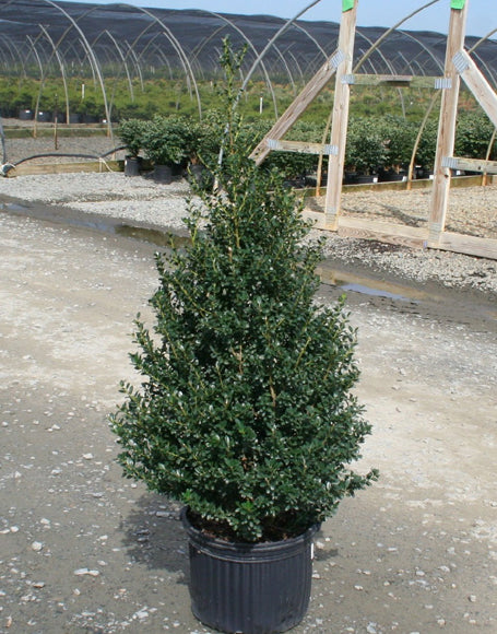 Ilex Crenata Steeds