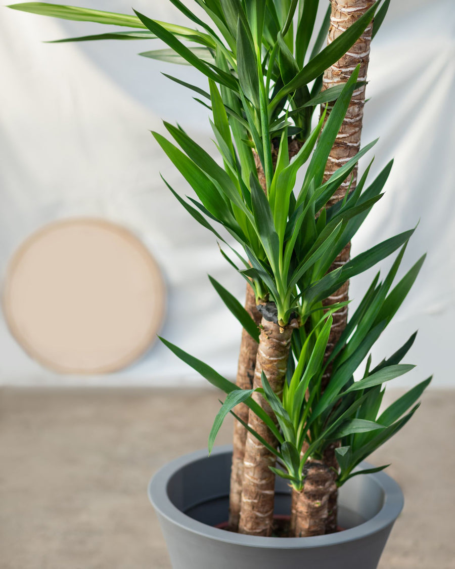 is a yucca plant a palm Yucca Palm – Fragrance Plants and Flowers