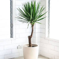 yucca plant palm Yucca Palm – Fragrance Plants and Flowers