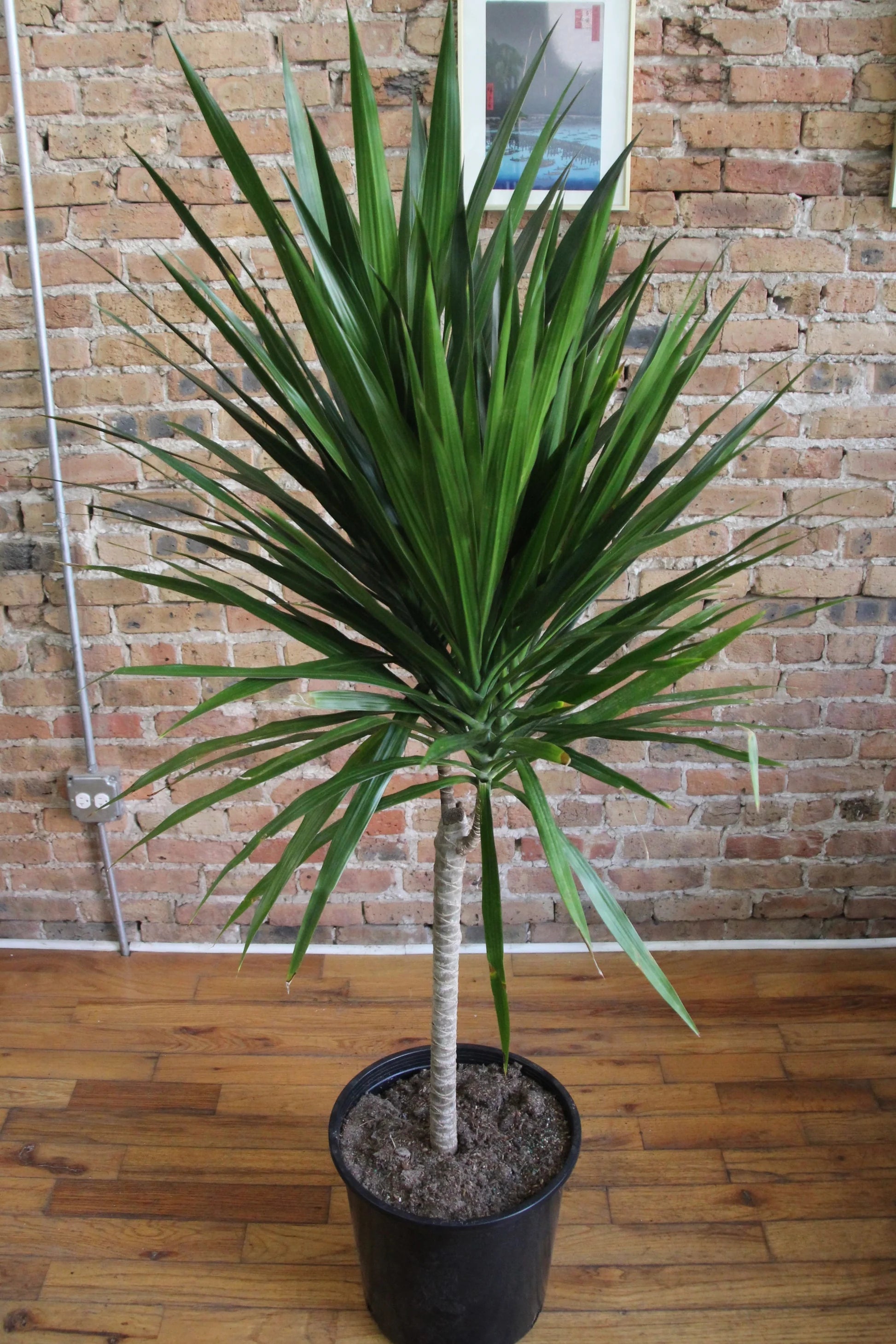 Dracaena Tarzan – Fragrance Plants and Flowers