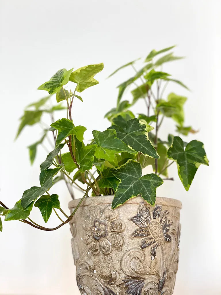 ivy indoor plant Ivy – Fragrance Plants and Flowers