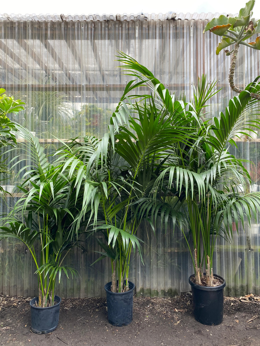 Kentia Palm