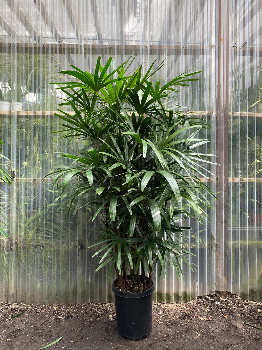 Rhapis Excelsa Palm