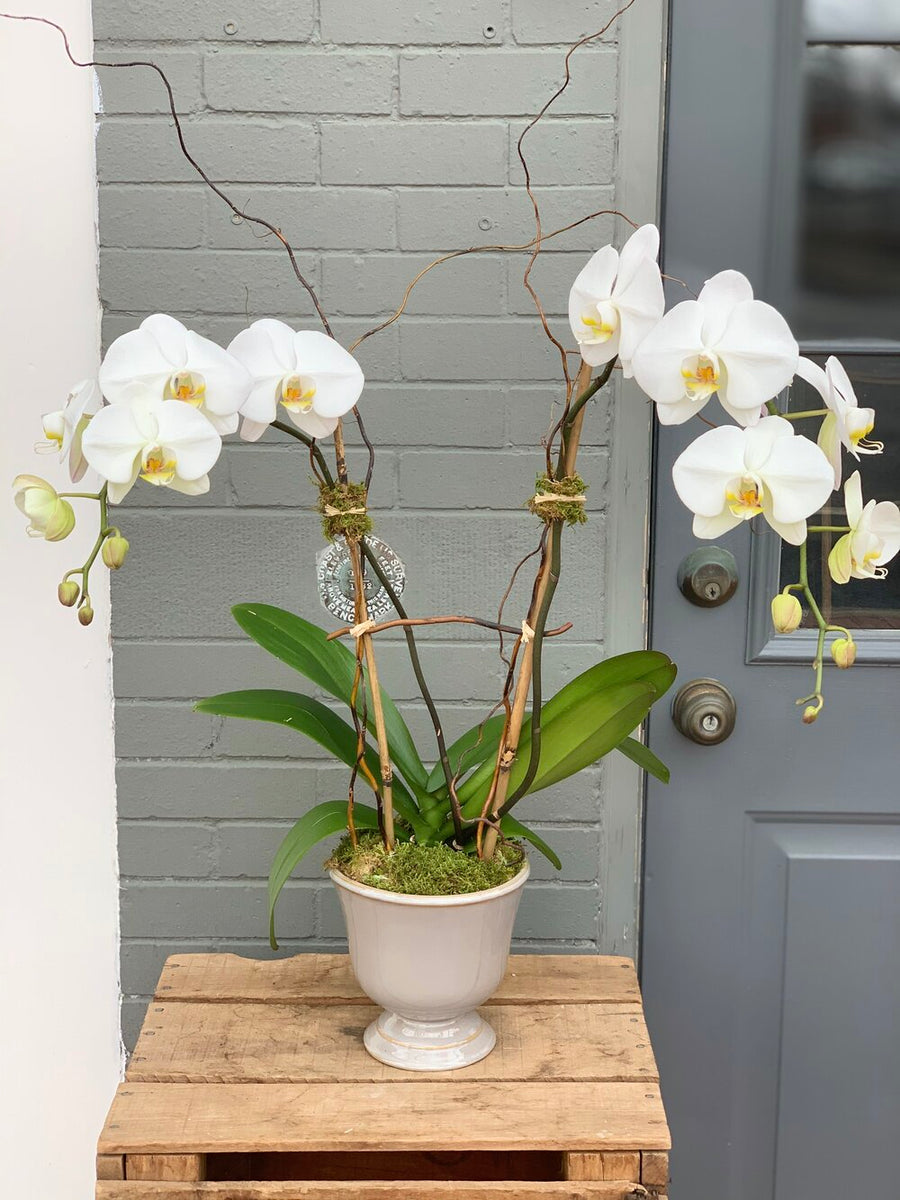 LARGE 2 Stem Orchid with WHITE/BLACK/GLASS/GOLD/SILVER Pot