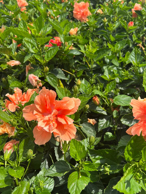 Hibiscus Bush