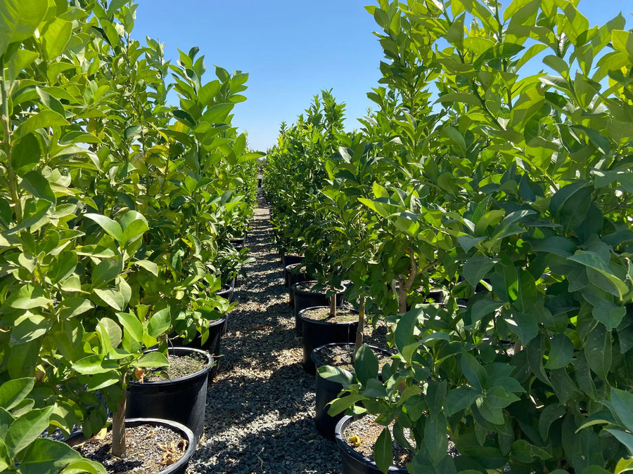 Meyer Lemon Tree