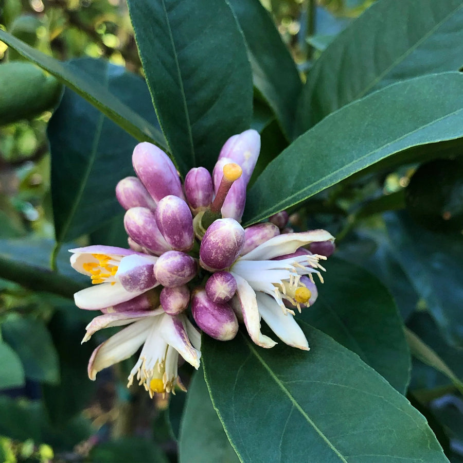 Meyer Lemon Tree