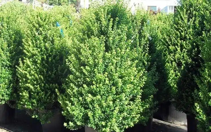 Ilex Crenata Steeds