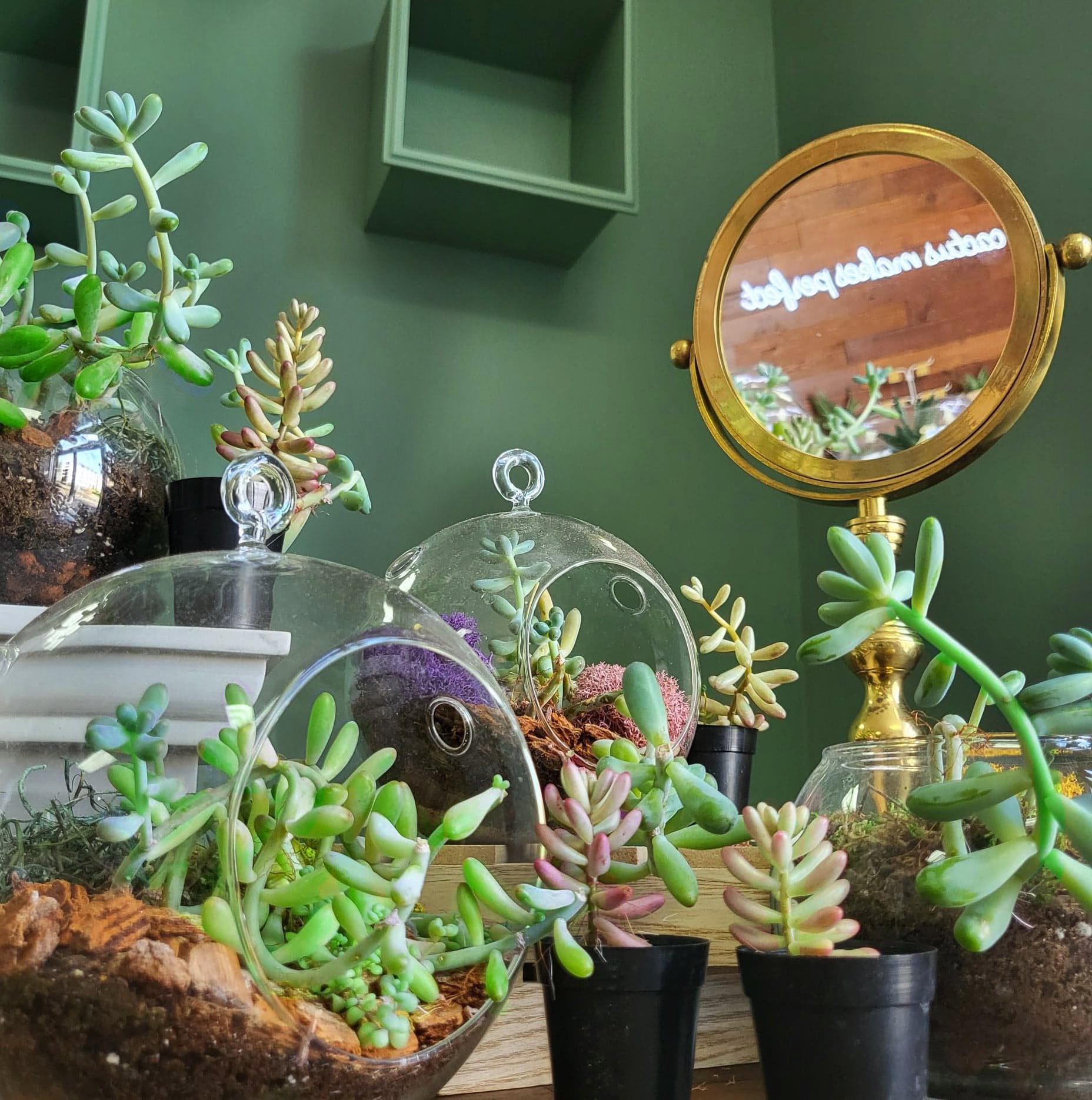 Jelly Bean – Fragrance Plants and Flowers