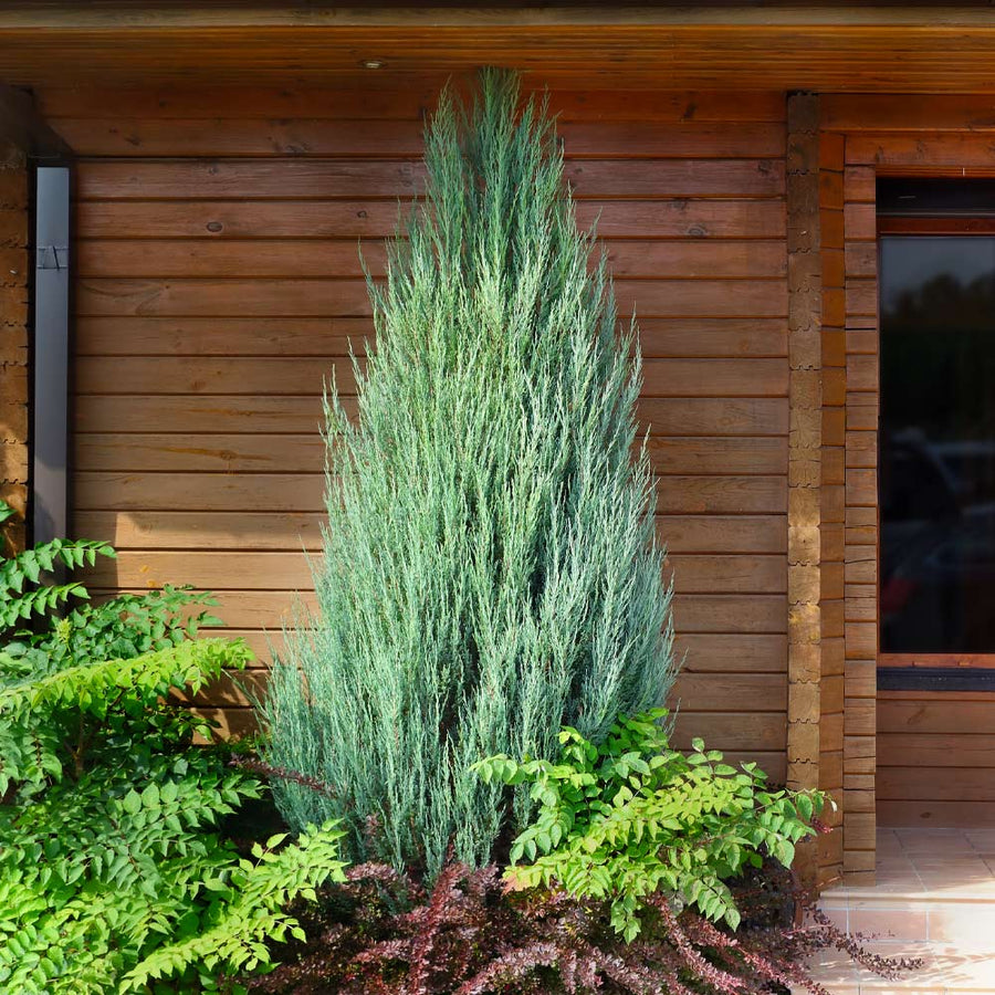 Blue Juniper