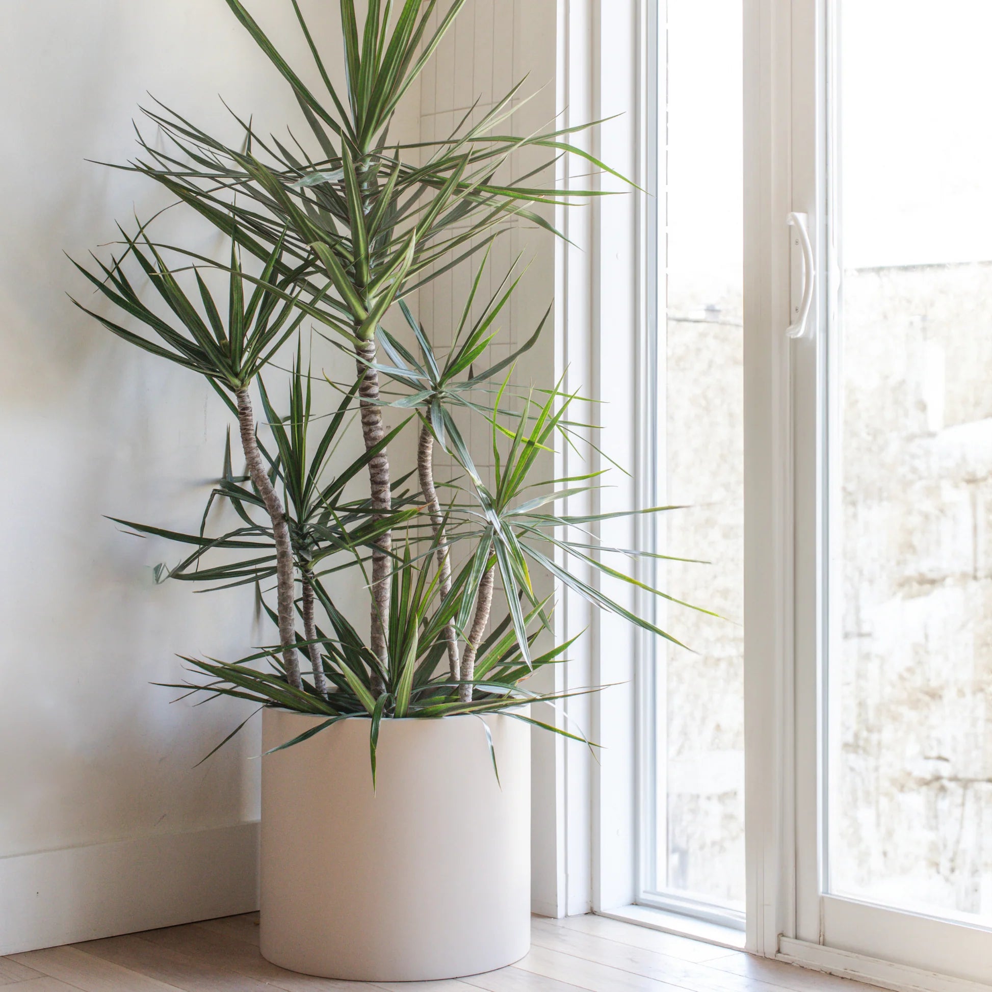 dracaena maria Dracaena Margenata – Fragrance Plants and Flowers