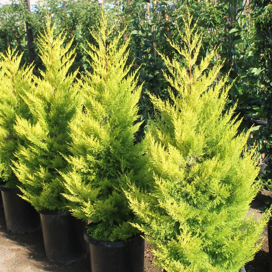 Lemon Cypress Trees