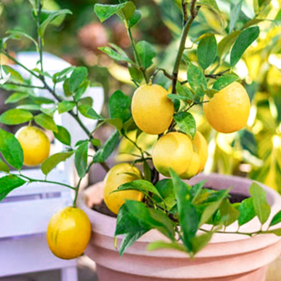 Meyer Lemon Tree