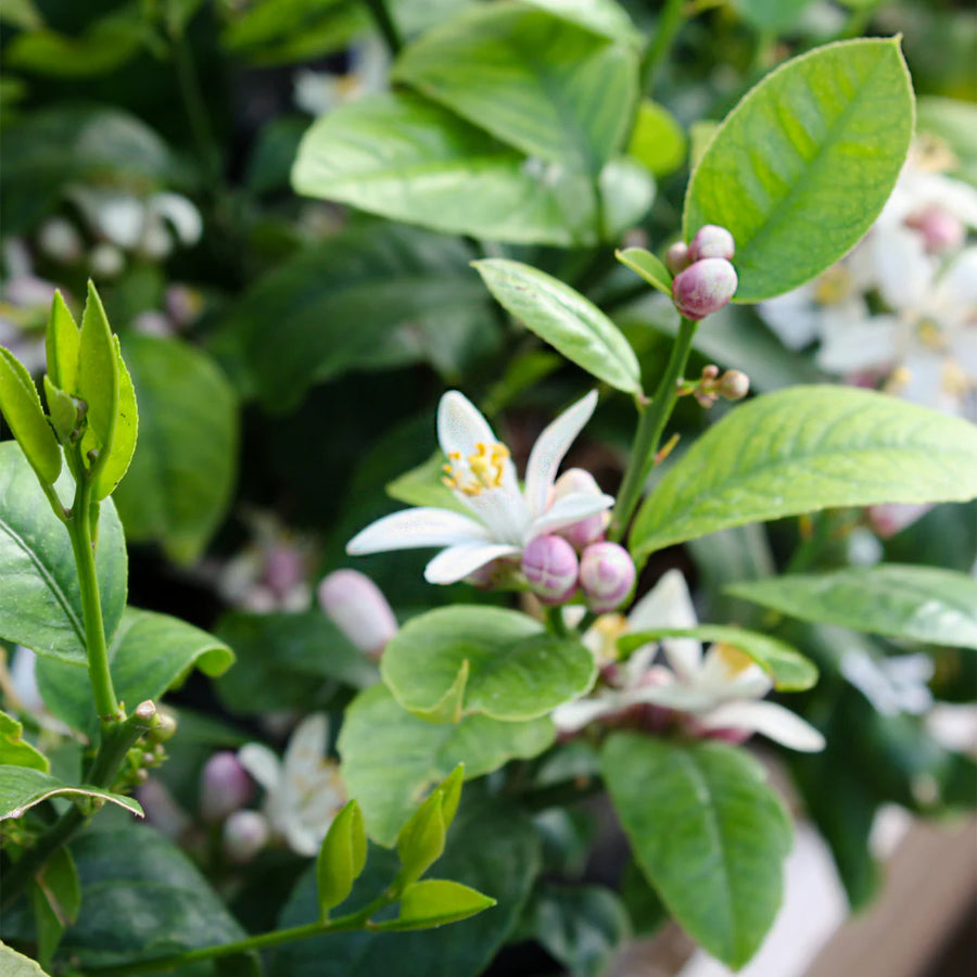 Meyer Lemon Tree