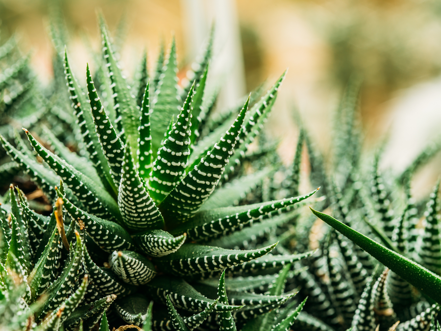 aloe vera looking plant with spikes Zebra Aloe – Fragrance Plants and Flowers