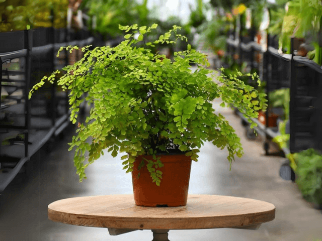 Maidenhair Fern – Fragrance Plants and Flowers