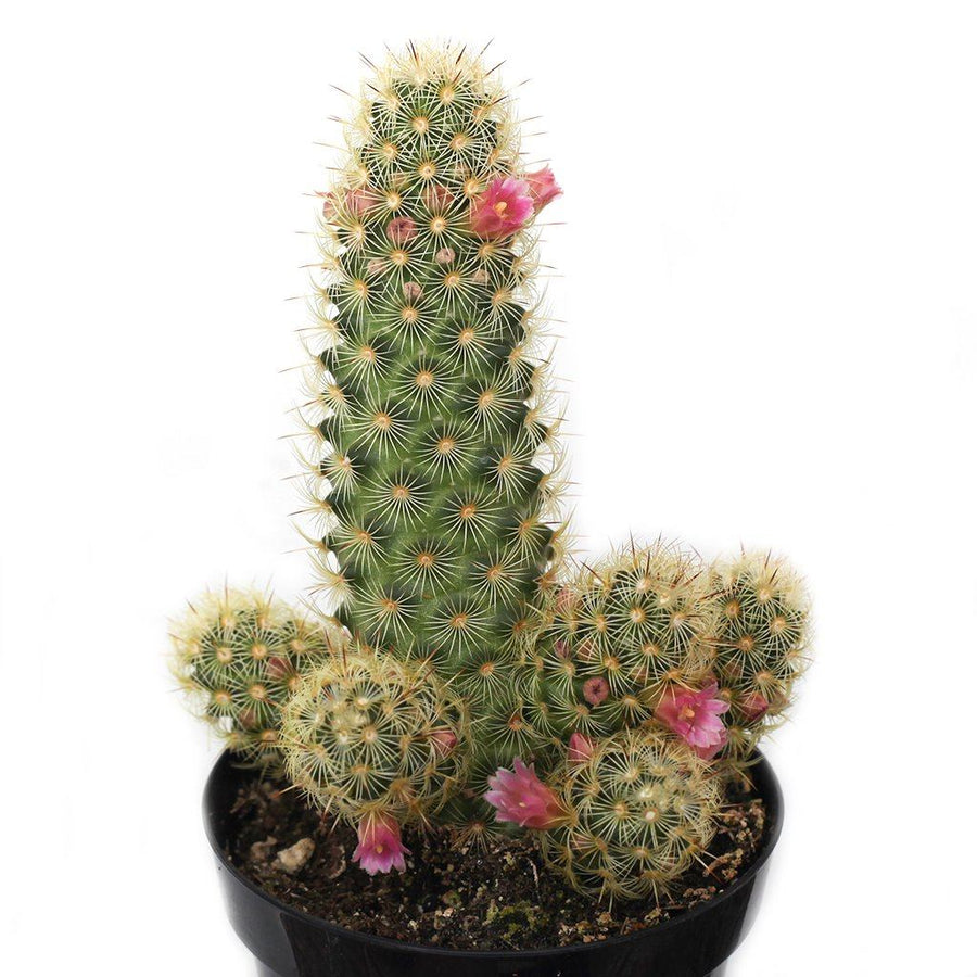 types of lady finger cactus Lady Finger Cactus – Fragrance Plants and Flowers