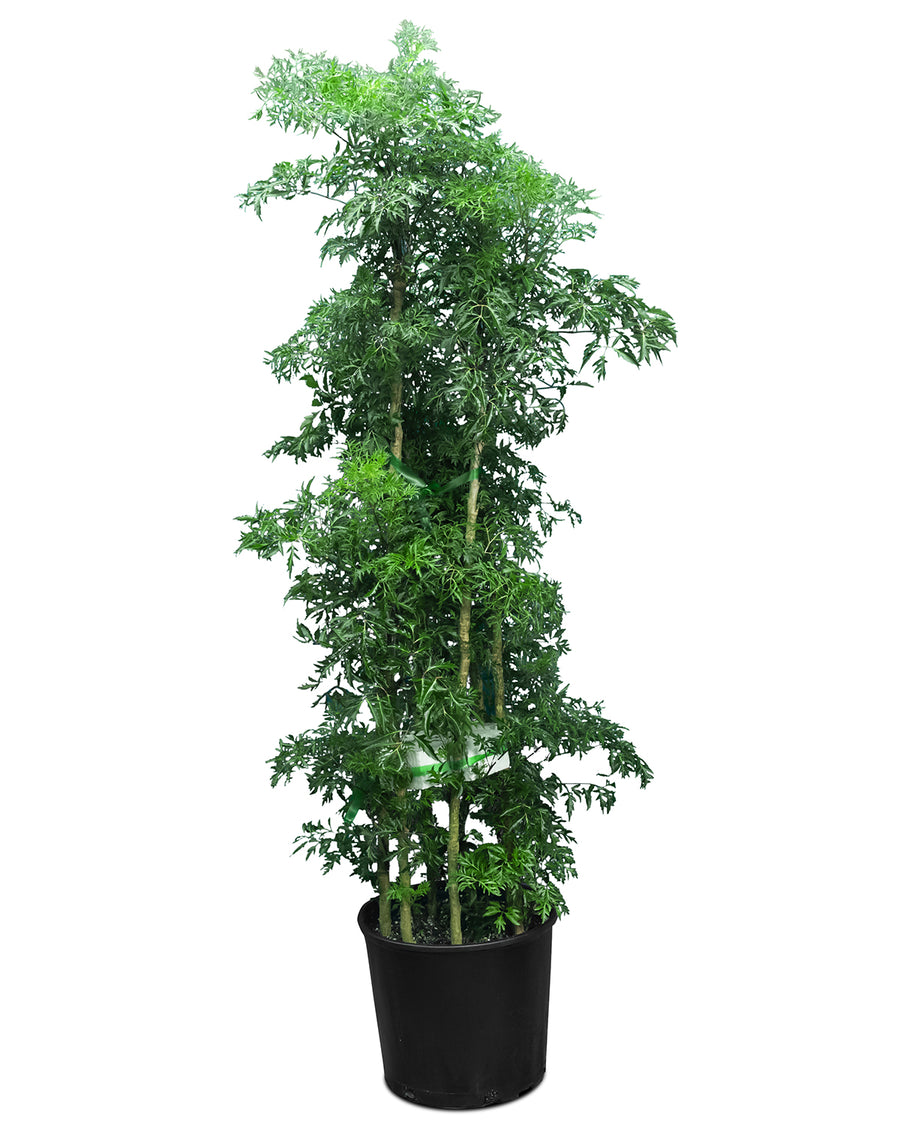 Ming Aralia