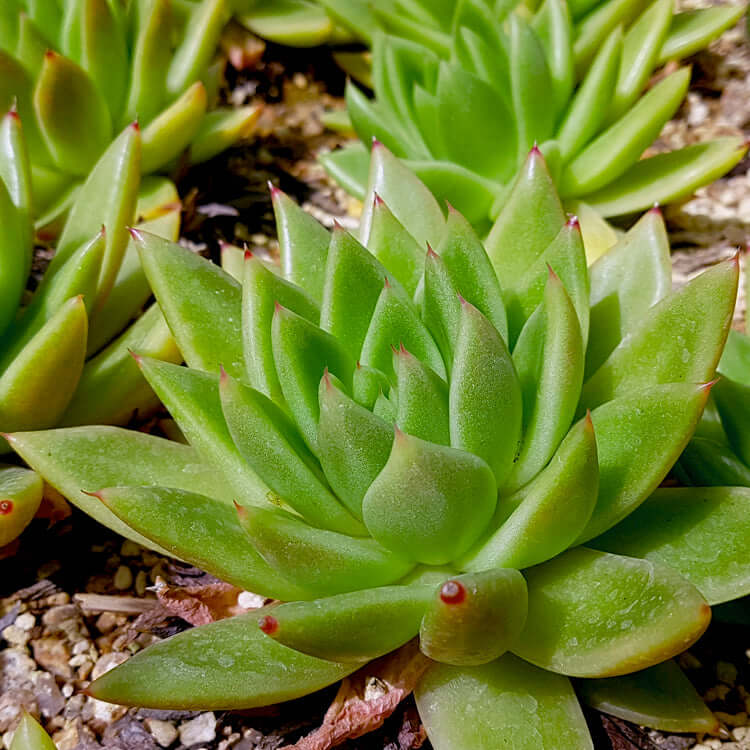 green echeveria succulent Green Echerveria – Fragrance Plants and Flowers