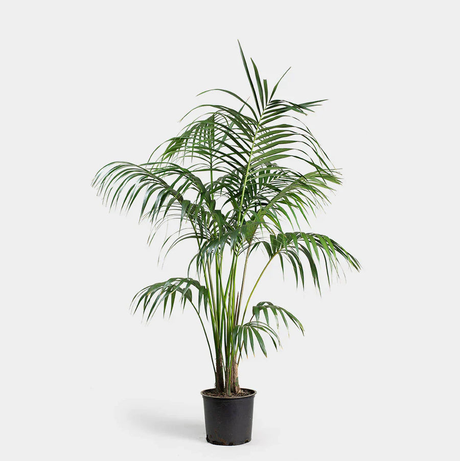 Kentia Palm