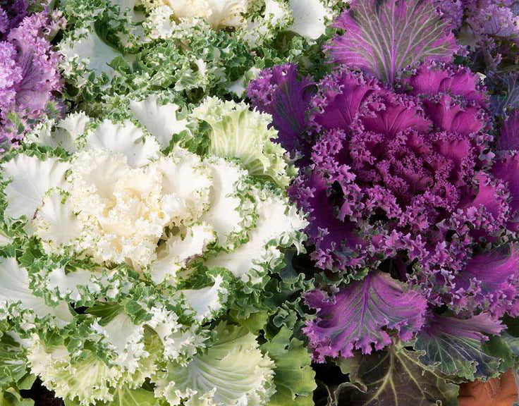 Kale plant