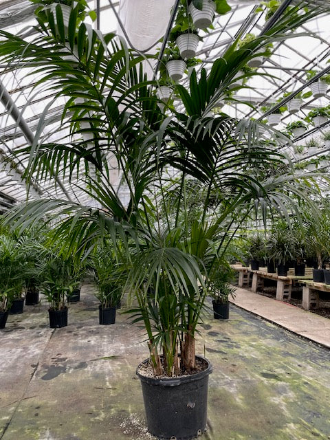 Kentia Palm