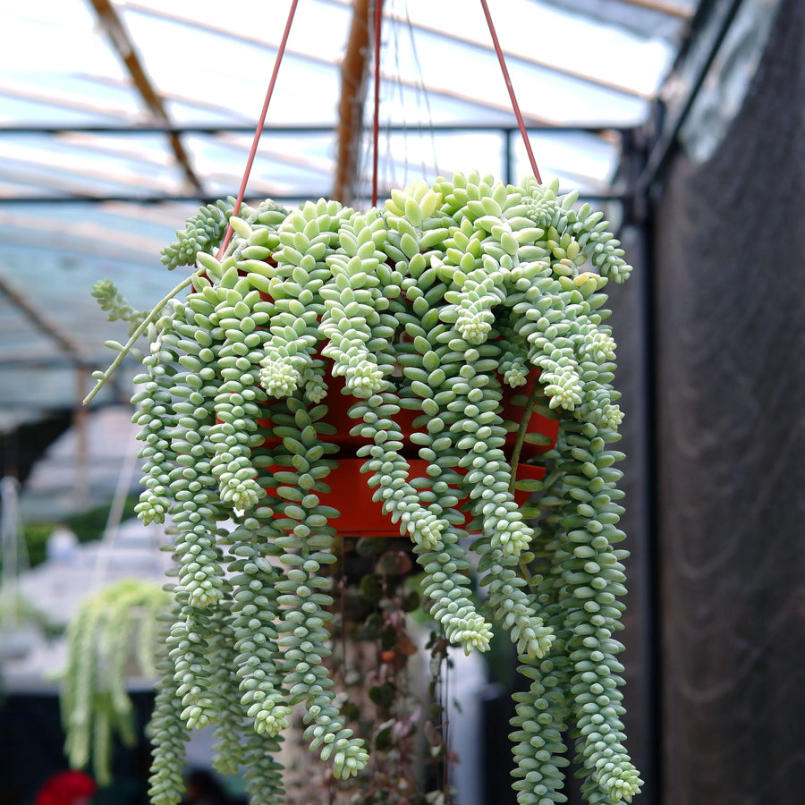succulents donkey tail Donkey Tail Sedum – Fragrance Plants and Flowers