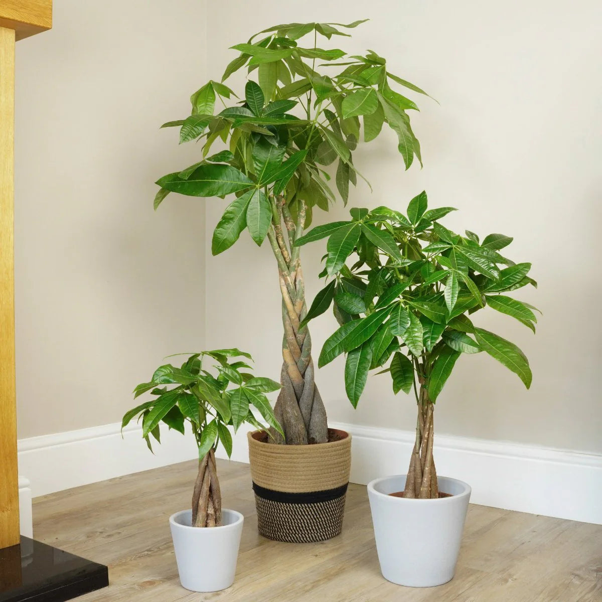 Money Tree – Fragrance Plants and Flowers