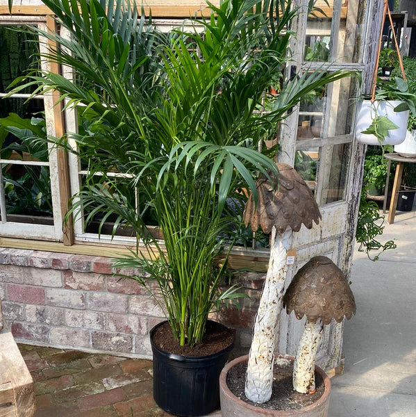 Cat Palm