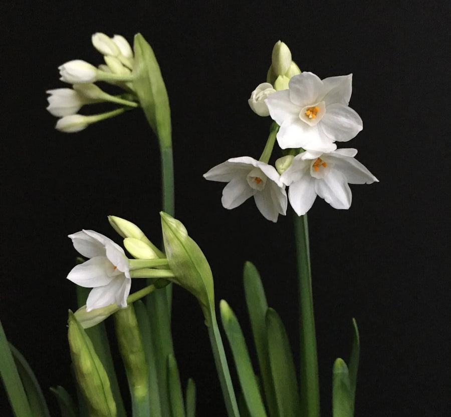 Paper Whites