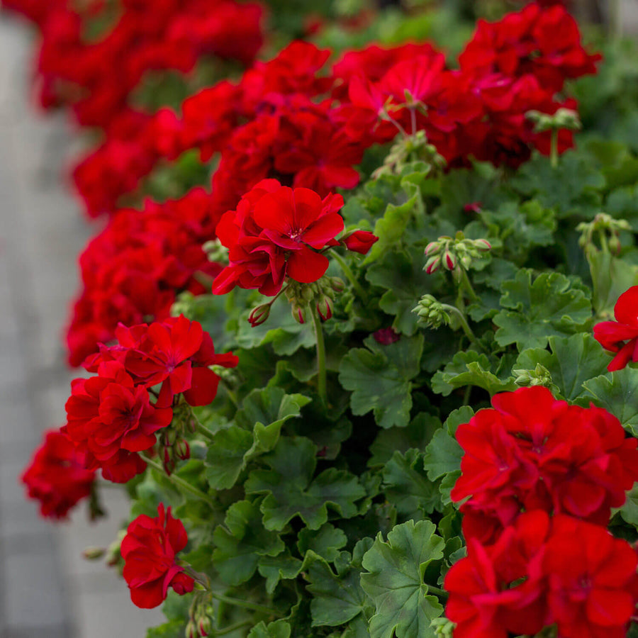 Ivy Geranium