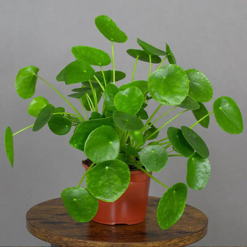 pilea