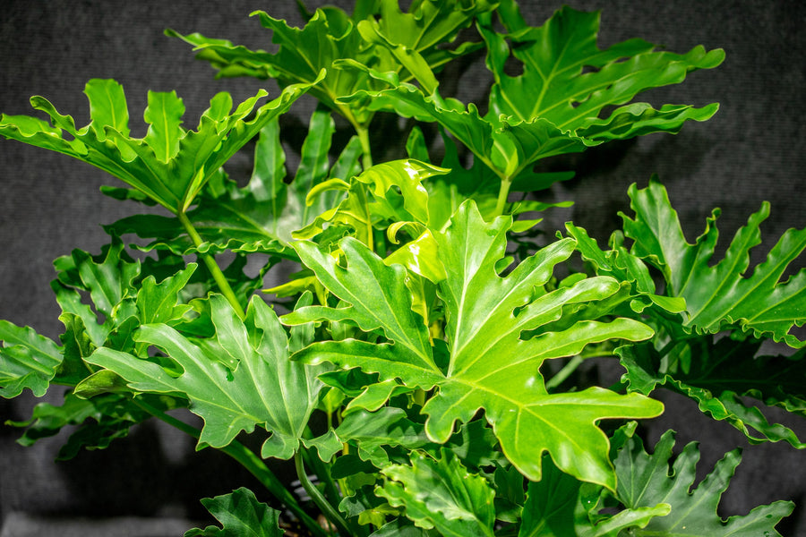 Philodendron Selloum