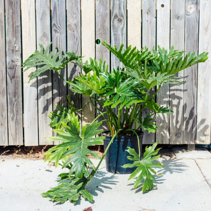 Philodendron Selloum