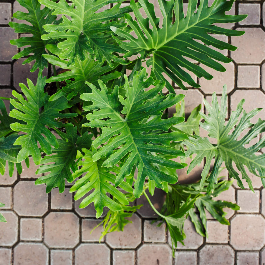 giant philodendron selloum Philodendron Selloum – Fragrance Plants and Flowers
