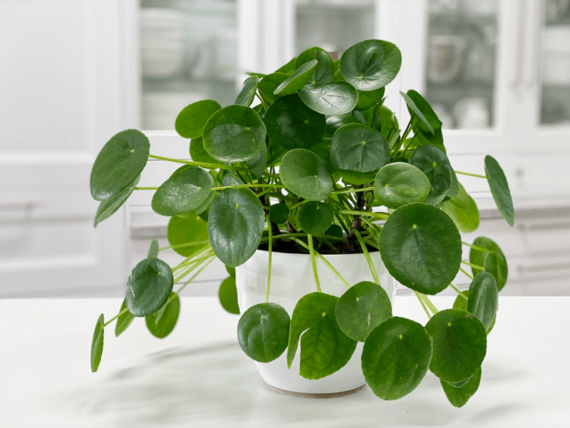 pilea