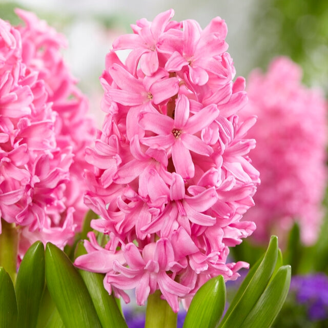 Hyacinths