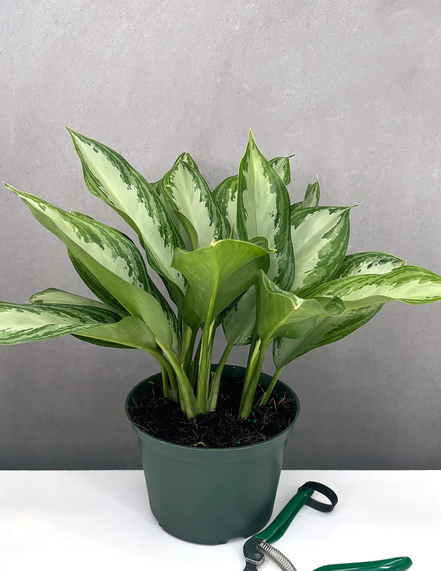 Aglaonema Silver Bay