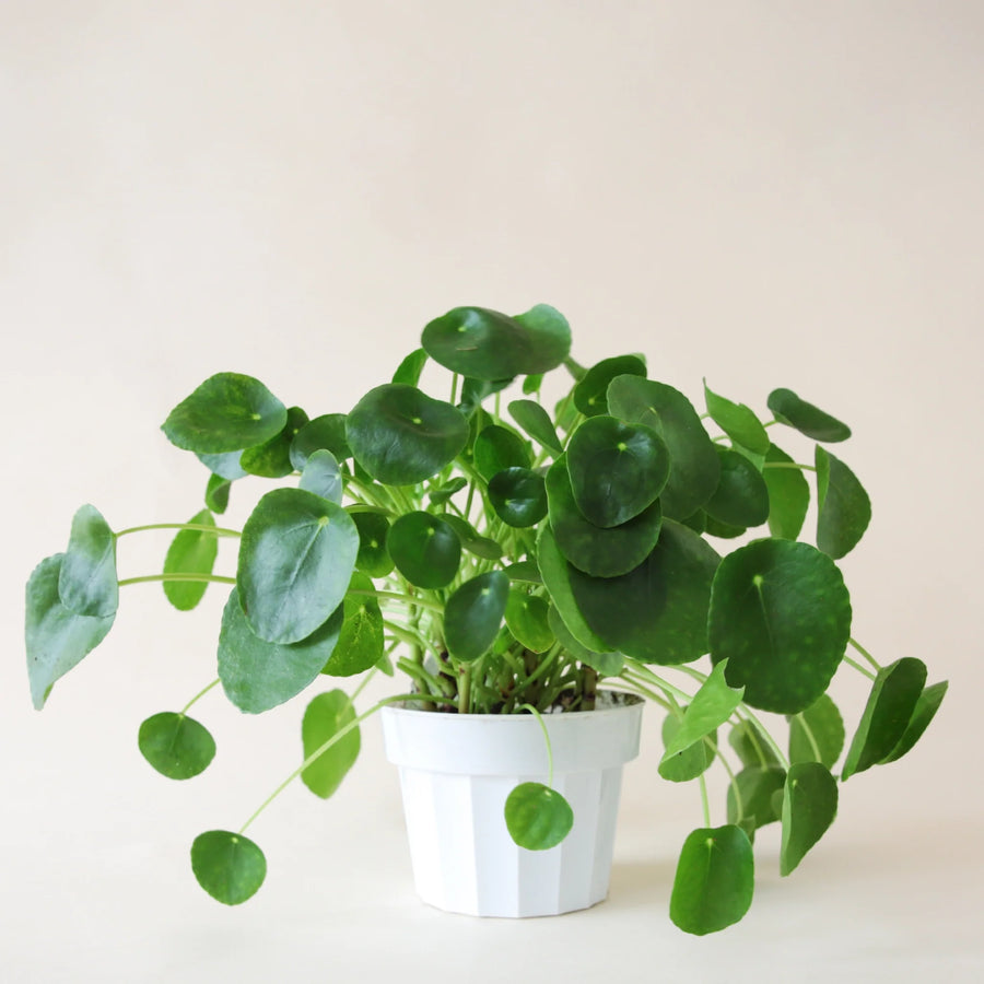 pilea