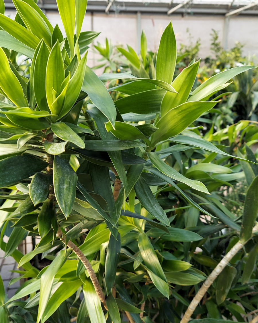 Dracaena Reflexa