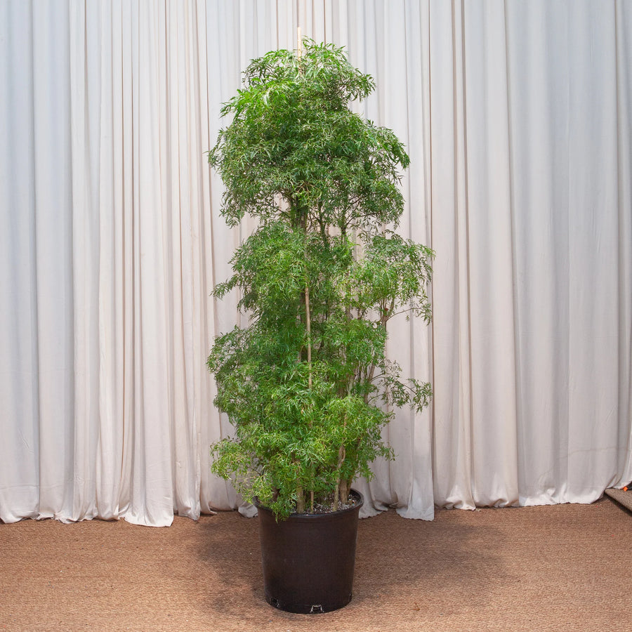 polyscias indoor plants Ming Aralia – Fragrance Plants and Flowers