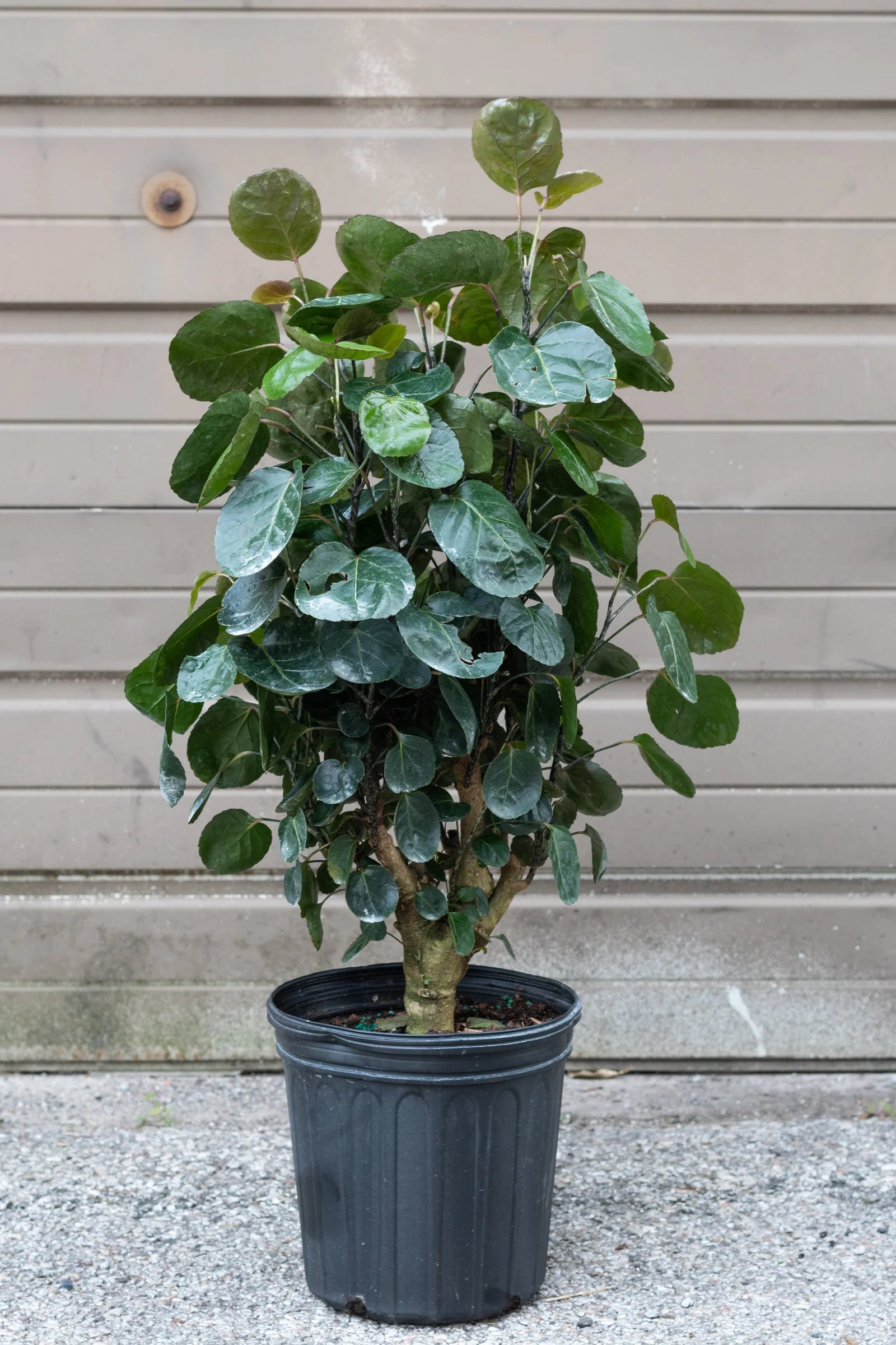 polyscias fabian plant Fabian Aralia – Fragrance Plants and Flowers